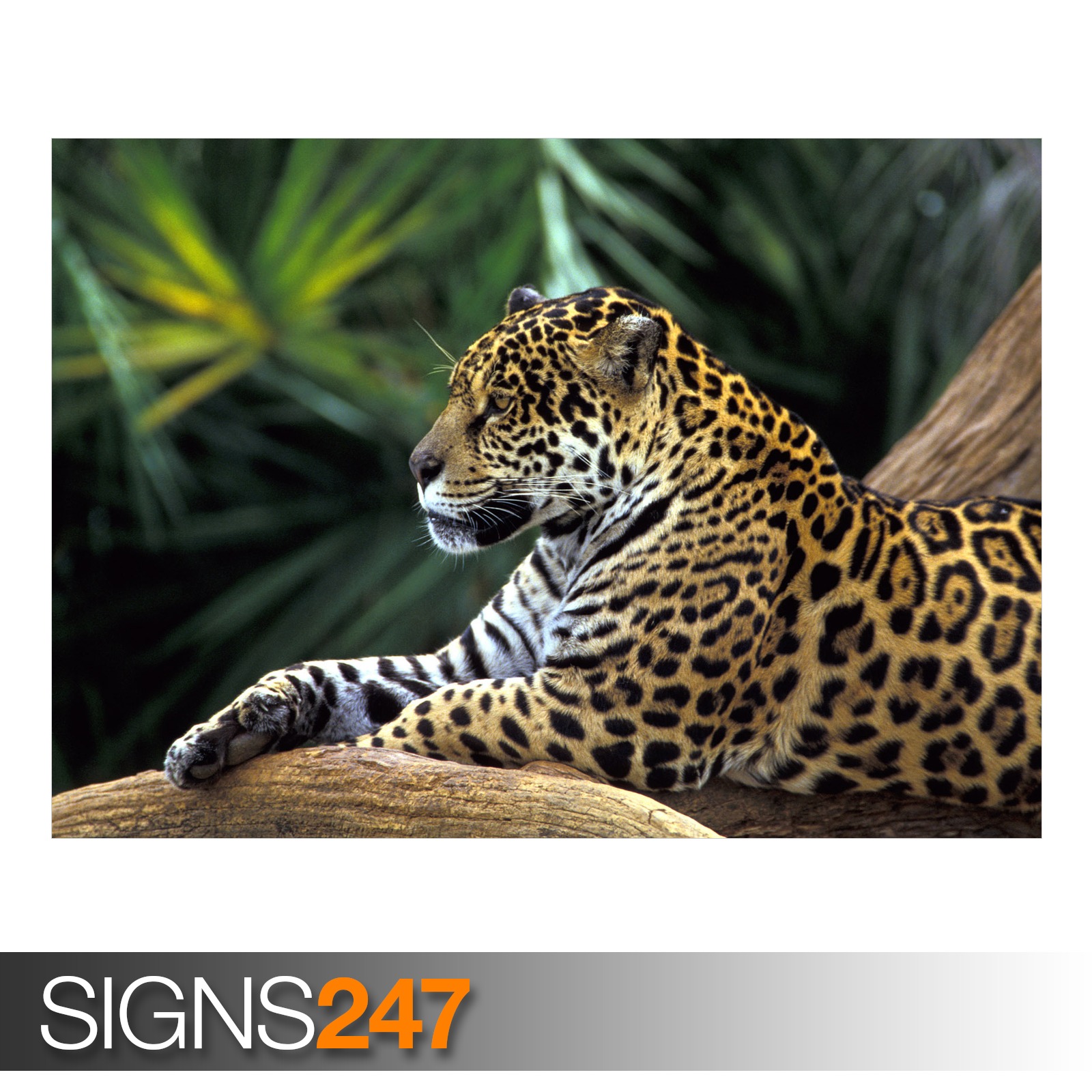 JAGUAR IN AMAZON  RAINFOREST 3438 Animal  Poster  Poster  