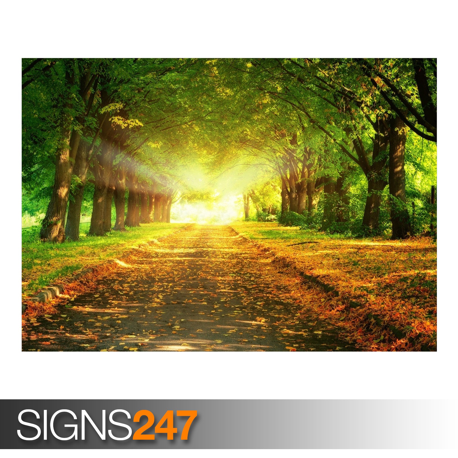 AUTUMN PATH AE059 NATURE  POSTER  Photo  Picture Poster  